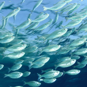 Restoring Fish Populations